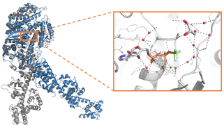 Systèmes biologiques et bio-hybrides