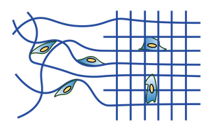 Tissue Engineering