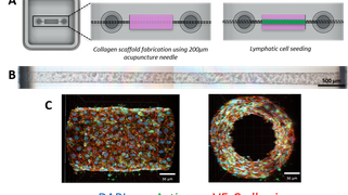 Microvasculature on chip: deformation, permeation and immunomodulation of lymphatic and blood vessels