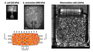 Impact du confinement spatial sur la physiologie cellulaire