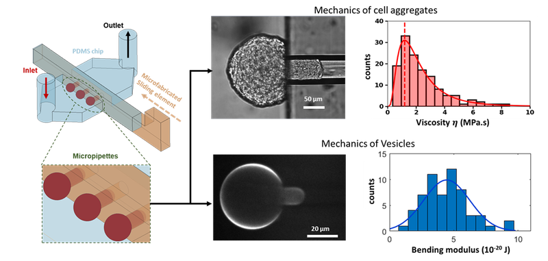Mesure sur puce des propriétés mécaniques d&#x27;agrégats cellulaires ou de vésicules