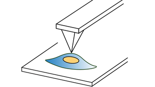 Mechanobiology