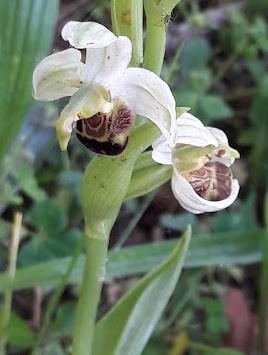 Ophrys abeille blanche