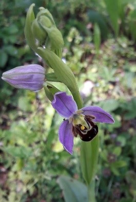 Ophrys abeille rose